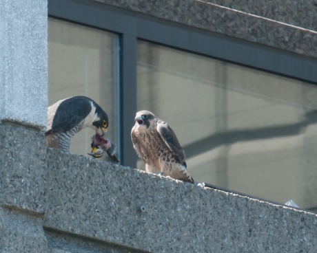 Watching a peregrine feed young is not for the faint of heart