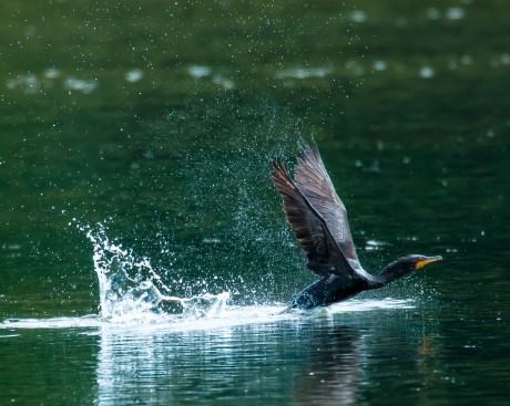 I finally got a cormorant taking off.