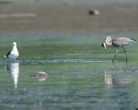 The black back gull challenged the heron for its fish.