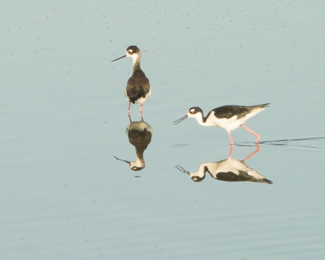 Alviso is famous for its black necked stilts.  