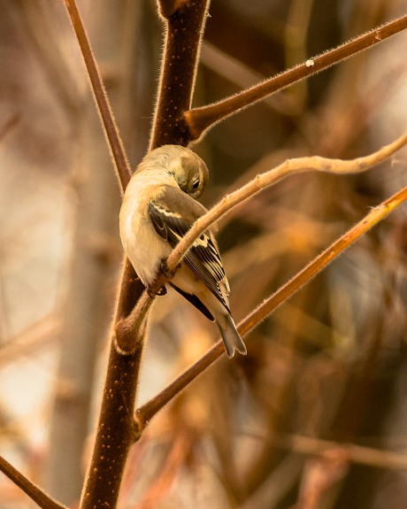Goldfinch preening 3