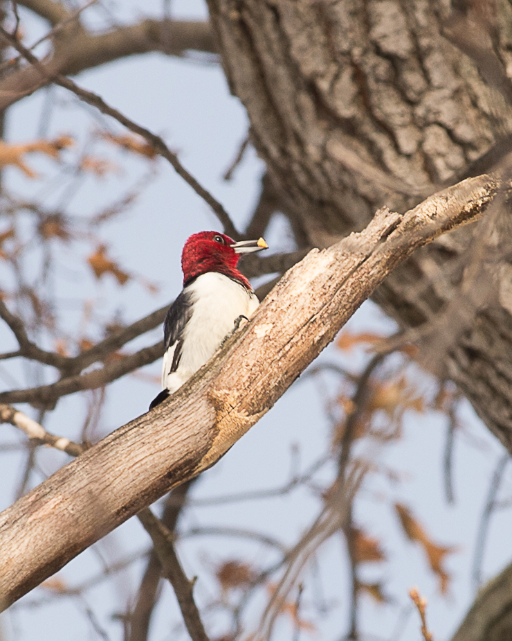 Red headed woodpecker Kingsland 2013-1