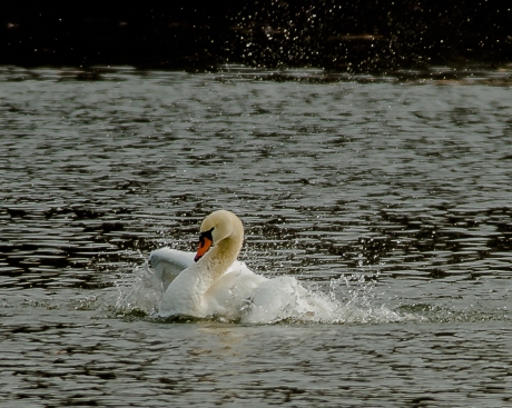 Swan bathing at Croton