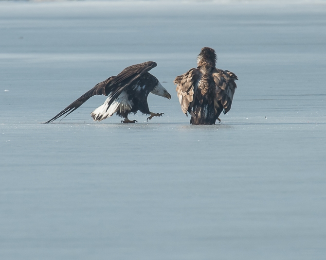 Eagles with fish Annsville Jan 2014-6