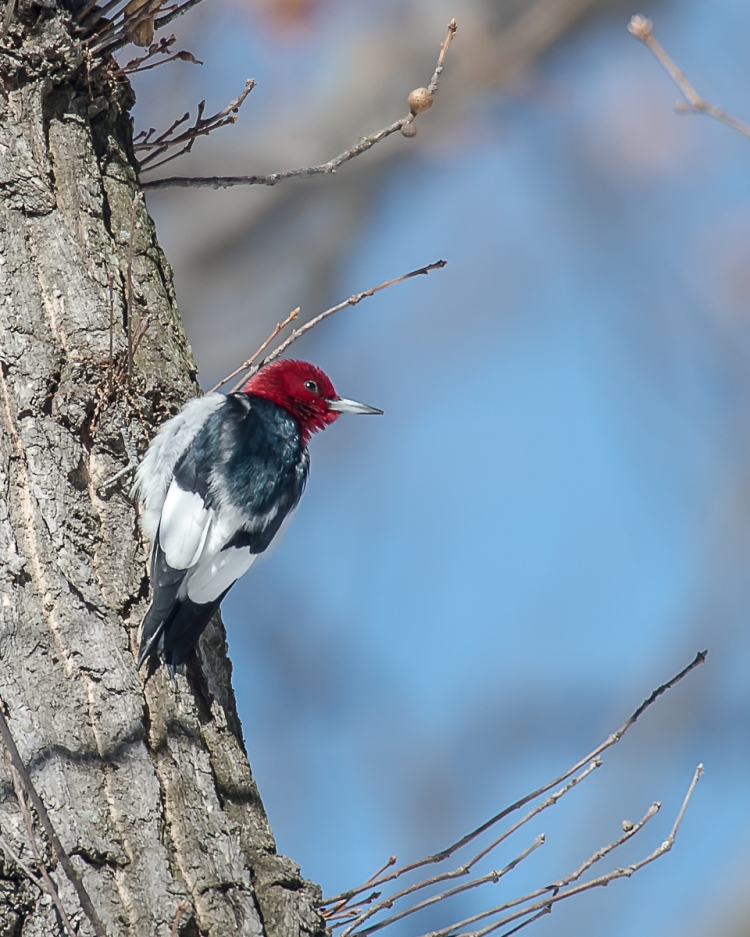 The red-headed woodpecker is quite the star of Croton Point Park.  As soon as photographers come, the bird pops out and poses.