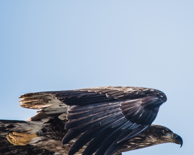 eagle closeup-1