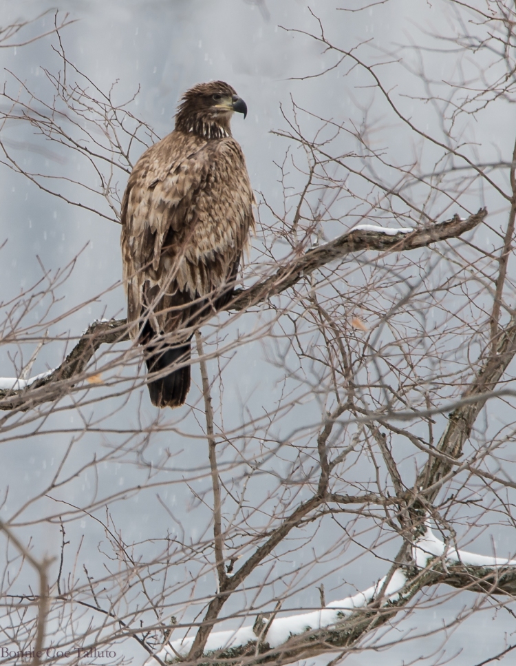 young eagle in snow-1