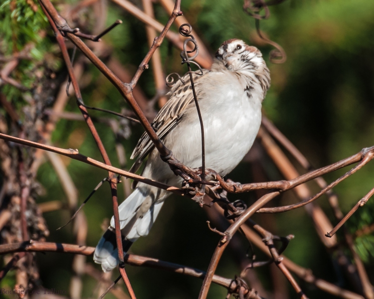 lark sparrow cute croton-4
