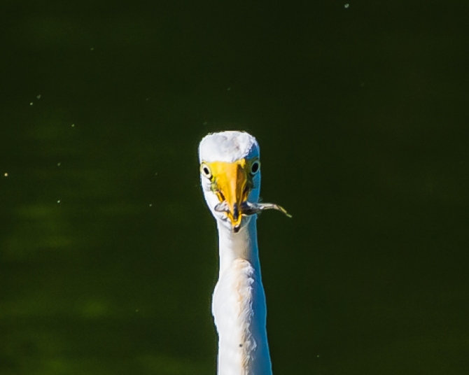 20160915_egret-with-fish_001