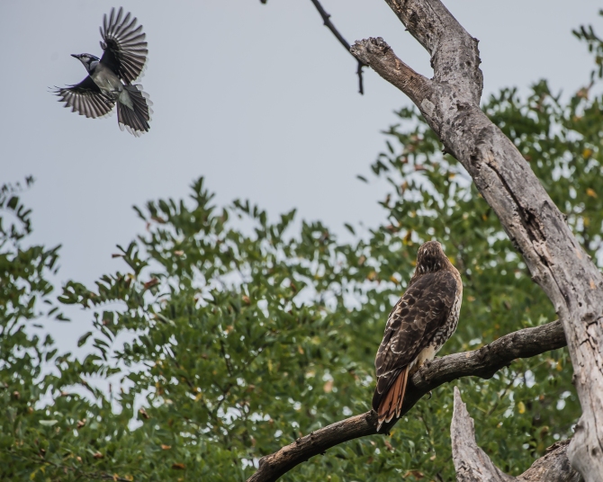 20160923_red-tailed-hawk-attacked-by-blue-jay-croton_001