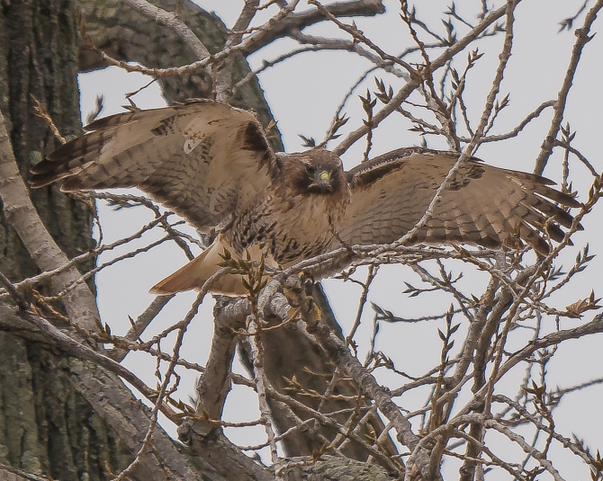 20161222_red-tailed-hawk-nest-building-croton_001